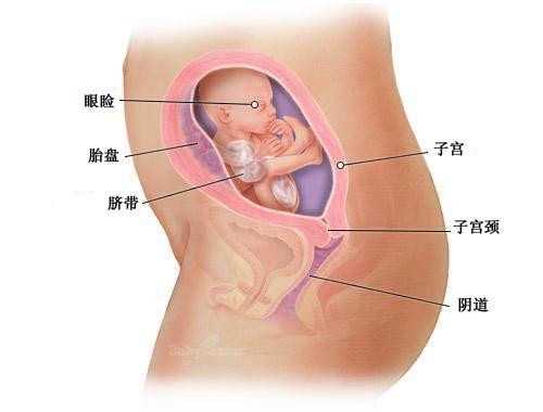 广州供卵医院_答疑解惑|美国试管婴儿移植时间 该怎么选?