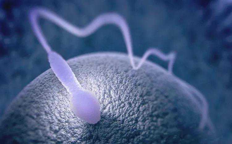 卵巢早衰也能怀孕_切除子宫试管婴儿_三代试管婴儿最快多久可怀孕？