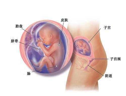 南京供卵盲选_提高试管成功率，胚胎移植前后要注意这些！
