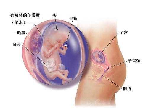 珠海供卵不排队_北京那个医院做试管婴儿好 进周要做几次B超