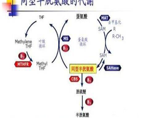 子宫腺肌症试管